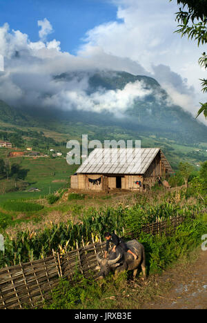 Coucher du soleil dans les rizières en terrasses à proximité du village lao chai. maisons locales. trekking sapa au Vietnam. lao chai. Banque D'Images