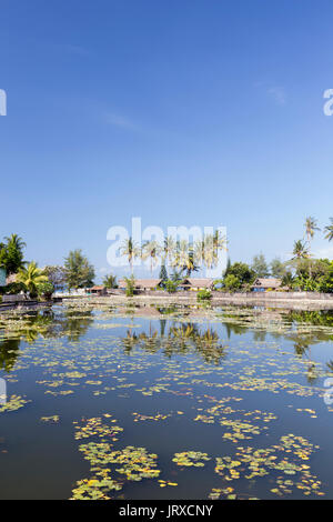 Lotus nénuphars croissant dans le lagon à Candidasa, Bali, Indonésie Banque D'Images