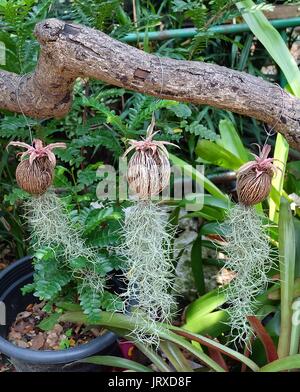 Pack De 5 Tillandsias - Plantes Aériennes Sans Terre, H5-10cm - Plantes D'Intérieur Faciles