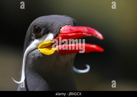 Tête d'un homme appelant gazouillis des oiseaux sterne Inca avec un bec rouge Banque D'Images