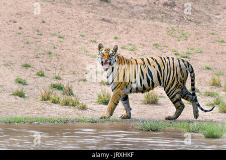 Tigre du Bengale Royal ou Panthera tigris ou tigre de l'Inde faisant réponse Flhemen à Bandhavgarh National Park,Madhyapradesh en Inde. Banque D'Images