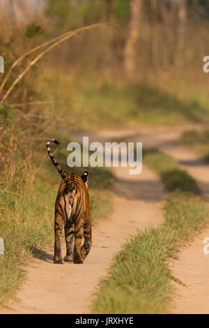 Ou tigre du Bengale Panthera tigris tigris tigre de l'Inde ou la marche sur la route, à Jim Corbett National Park dans Uttarakhand, Inde. Banque D'Images