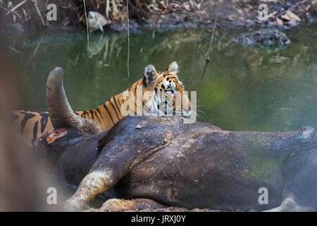 Tigre du Bengale Royal ou Panthera tigris tigris ou tigre de l'Inde sur un kill de détente sur le plan d'eau dans le parc national de Tadoba Maharashtra, Inde Banque D'Images