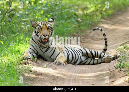 Tigre du Bengale Royal ou Panthera tigris Tigris ou tigre de l'Inde assis sur la route du Parc National de Tadoba, Maharashtra Banque D'Images