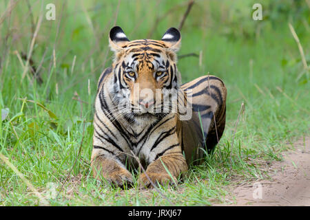 Tigre du Bengale Royal ou Panthera tigris Tigris tigre de l'Inde ou au parc national de Tadoba portrait, Maharashtra Banque D'Images