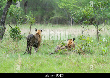 Tigre du Bengale Royal pr Panthera tigris Tigris ou Tigres indiens au Parc National de Tadoba Maharashtra Inde Banque D'Images