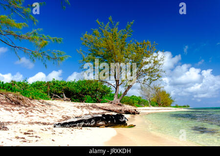 Tronc d'arbre portant sur l'une des plages de la baie de l'Ouest dans les Caraïbes, Grand Cayman, Cayman Islands Banque D'Images