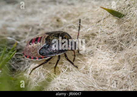 L'ajonc Shieldbug (dernier stade), Piezodorus lituratus, sur la laine des moutons pris dans l'ajonc bush Banque D'Images