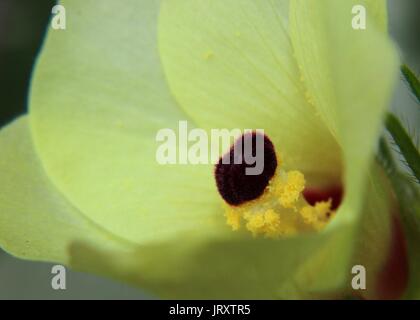 Close-up - macro - vue d'une belle couleur jaune okra - mesdames doigt - Abelmoschus esculentus - fleur dans un jardin familial je Banque D'Images