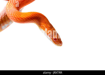 Maïs mignon femelle serpent sur un arbre isolé sur blanc, hypo fire morph Banque D'Images