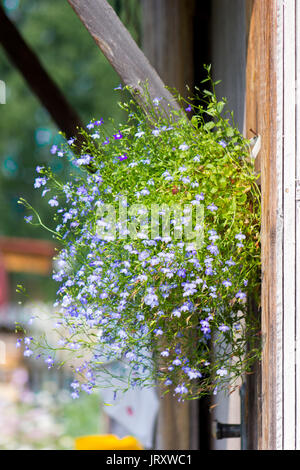 Belle floraison bleu lobelia sur mur cache-pot Banque D'Images