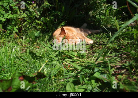 Le gingembre cat sleeping in garden Banque D'Images