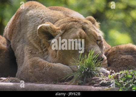 Lionne, dormir paisiblement endormie au soleil Banque D'Images