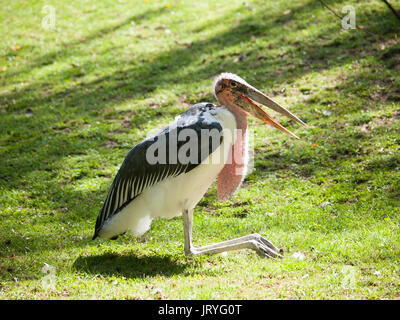 Marabout africain avec bec ouvert - crumeniferus flamant rose (Phoenicopterus ruber - assis sur l'herbe Banque D'Images