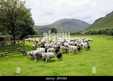 Troupeau de moutons Herdwick à Wasdale Head Lake District Cumbria UK Banque D'Images