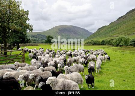 Troupeau de moutons Herdwick à Wasdale Head Lake District Cumbria UK Banque D'Images