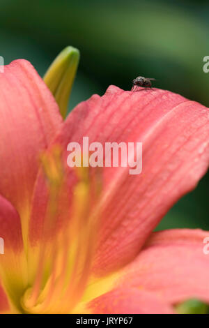 Fly réglés sur une hémérocalle (Hemerocallis) W = Banque D'Images