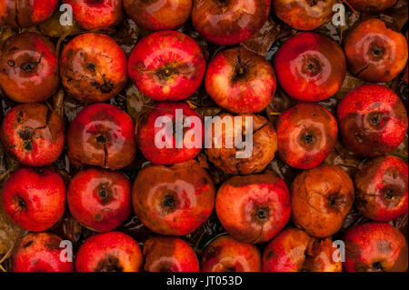 Les pommes pourries dans des rangées de feuilles d'automne Banque D'Images