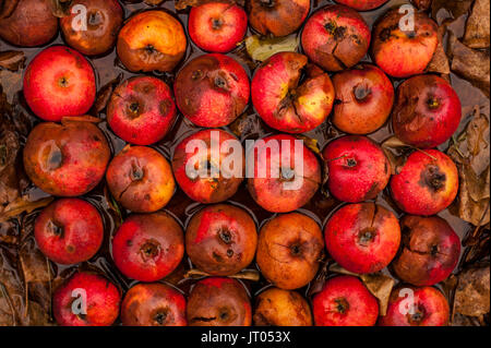 Les pommes pourries dans des rangées de feuilles d'automne Banque D'Images