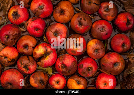 Les pommes pourries dans des rangées de feuilles d'automne Banque D'Images