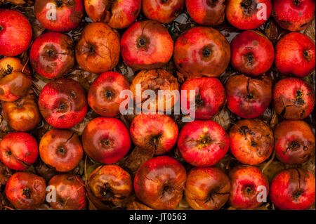 Les pommes pourries dans des rangées de feuilles d'automne Banque D'Images