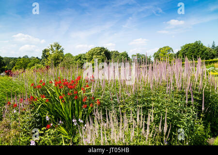 Grande frontière herbacées avec grands Veronica bleu et rouge Crocosmia plantes à fleurs. Banque D'Images