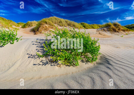 Le roseau de gros plan et les plantes dans les dunes de sable, les côtes de la mer du Nord en Belgique Banque D'Images