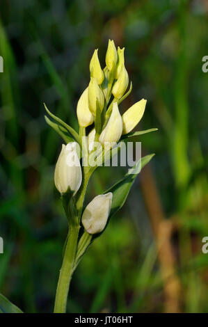 - Cephalanthera damasonium Cephalanthère blanc Banque D'Images