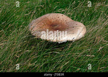 De plus en plus sauvages de très grandes funghi dans parmi les herbes des pâturages où les moutons errent dans scavaging pour l'alimentation. Banque D'Images