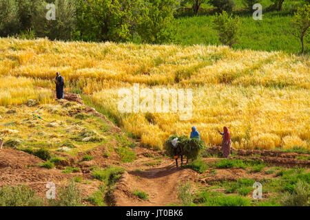 L'agriculture. Ksar Ait Benhaddou, Ouarzazate Province. UNESCO World Heritage Site. Le Maroc, Maghreb, Afrique du Nord Banque D'Images
