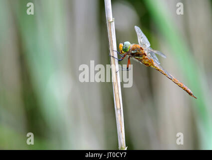 Un Hawker norfolk ( libellule Aeshna isosceles ) Banque D'Images