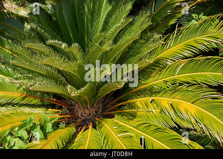 Cycas revoluta Banque D'Images