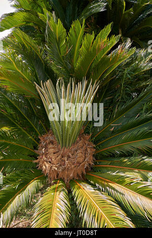 Cycas revoluta Banque D'Images