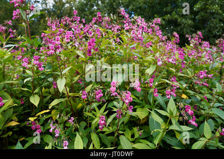 Balsamine de l'Himalaya, Impatiens glandulifera, prenant en charge un herbeux et étouffe toutes les autres espèces naturelles Banque D'Images