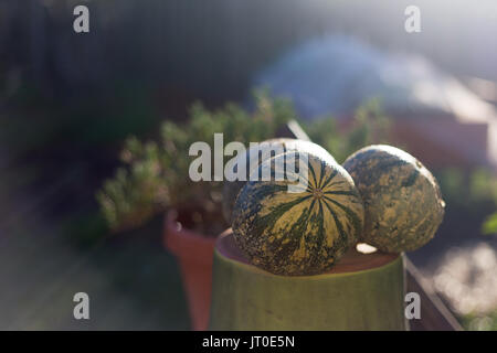 Trois citrouilles fraîchement cueillis accueil cultivés dans un jardin biologique jardin de permaculture et empilés à l'extérieur dans le matin lumineux de la lumière du soleil. Banque D'Images