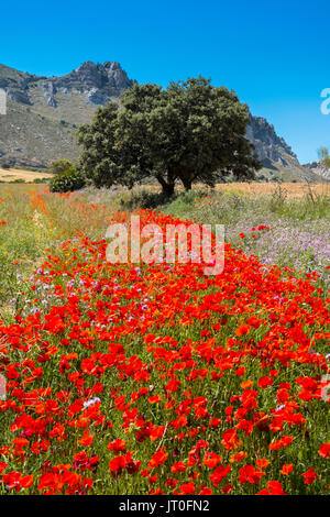 Nature Paysage. Domaine de fleurs de pavot. La province de Málaga. Andalousie, Espagne du sud Europe Banque D'Images