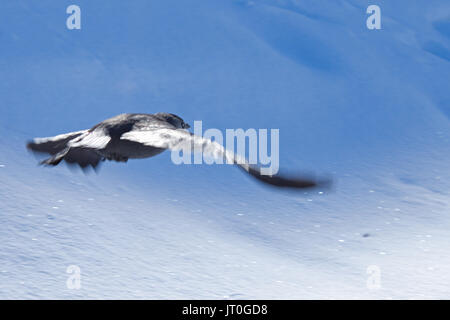 Un hooded crow (Corvus cornix) survolant un paysage enneigé Banque D'Images