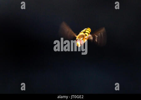 Un battant hoverfly ! Banque D'Images