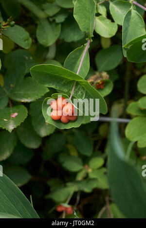 Lonicera caprifolium fruits Banque D'Images