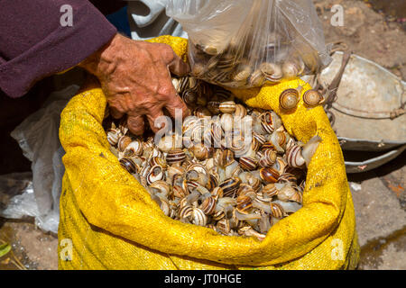 Scène de la vie de la rue. Man selling escargots, Souk, Médina de Fès, Fes el Bali. Le Maroc, Maghreb, Afrique du Nord Banque D'Images