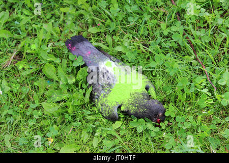 Le contraste de la maison de vacances et de la mort. Pigeon oiseau mort se trouve sur l'herbe peint avec de la peinture verte à sec à l'Holi festival. Banque D'Images