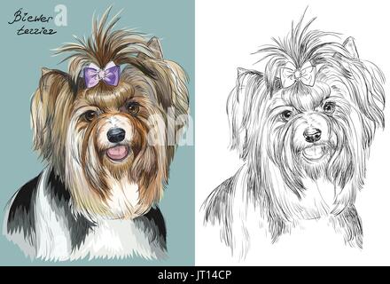 Biewer terrier couleur portrait sur fond bleu turquoise et noir sur fond blanc vector dessin illustration Illustration de Vecteur