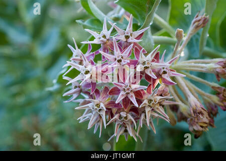 Selective focus sur l'inflorescence de l'Asclépiade, Asclepias, à un jardin à l'arrière-plan vert, en Californie, USA. Les asclépiades américain sont un i Banque D'Images