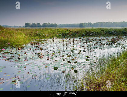 Paya Indah Reservior Swamp Park à Dengkil Selangor Malaisie Banque D'Images