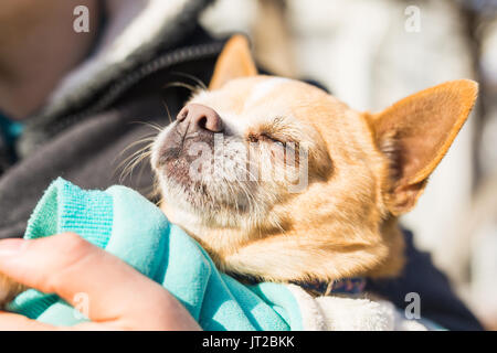 Chihuahua chien de compagnie Banque D'Images