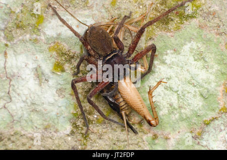 L'alimentation sur spider katydid Banque D'Images