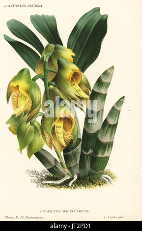 Catasetum à gros fruits, Catasetum macrocarpum. Chromolithographie de Pieter De Pannemaeker de Jean Linden's l'Illustration horticole, Bruxelles, 1885. Banque D'Images