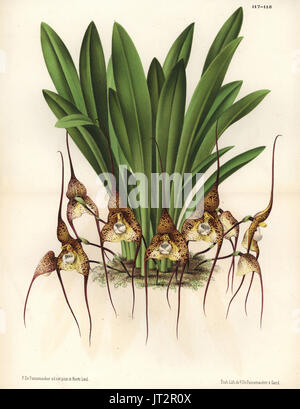 Chimère Dracula orchid (Masdevallia chimera). Dessiné et chromolithographed par P. De Pannemaeker de Jean Linden's l'Illustration horticole, Bruxelles, 1873. Banque D'Images