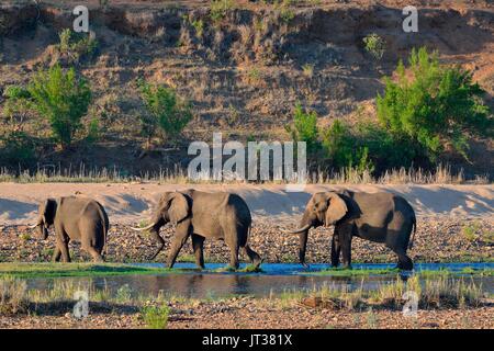 Bush africain taureaux d'éléphants (Loxodonta africana) boire à la rivière Letaba, Kruger National Park, Afrique du Sud, l'Afrique Banque D'Images