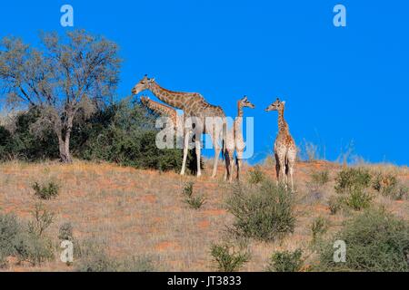 Les Girafes (Giraffa camelopardalis), deux jeunes se regarder et deux adultes alimentation, Kgalagadi Transfrontier Park, Northern Cape, Afrique du Sud Banque D'Images